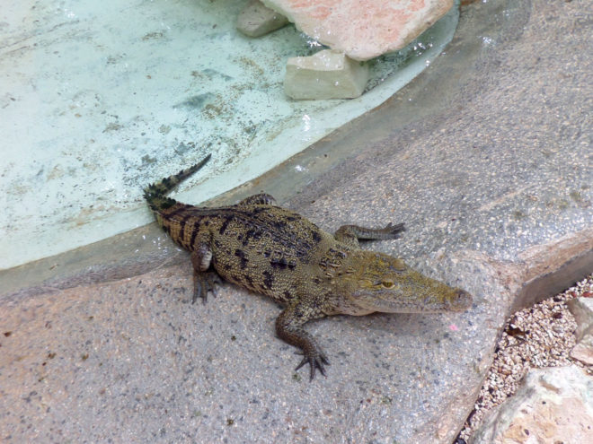 Young Crocodile