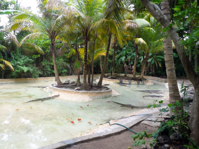 Crocodile habitat