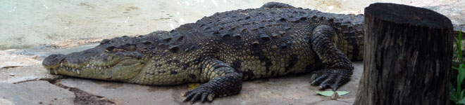 Crocodile from Crococun Zoo