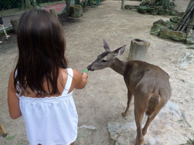 Feeding deers at the Crococun Zoo