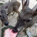 Feeding the deers