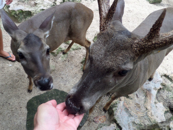 Feeding the deers