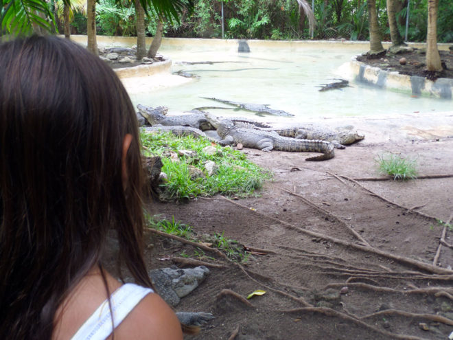 Crocodile Habitat at the Crococun Zoon