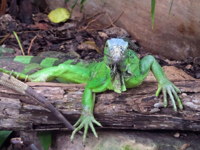 Green iguana