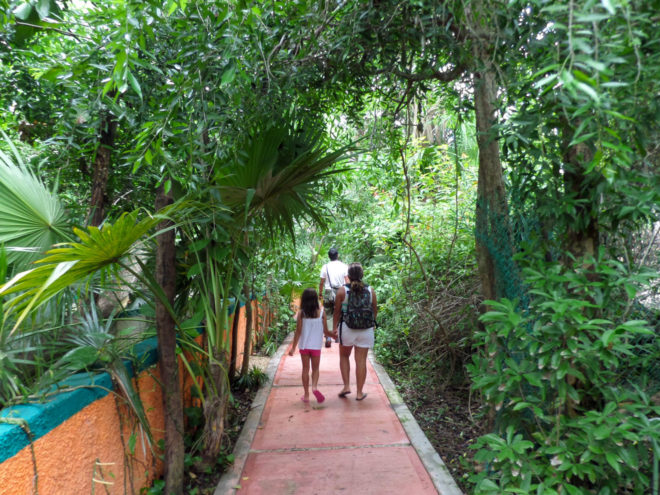 Jungle pathway