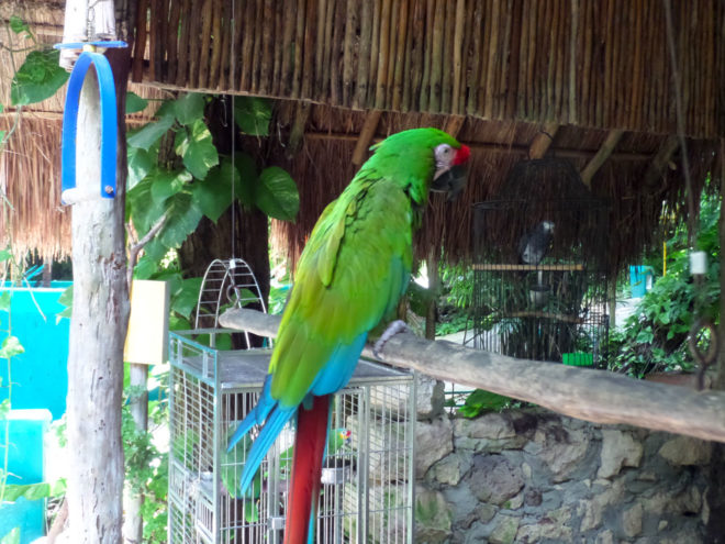 Macaws greet you as you start your tour.