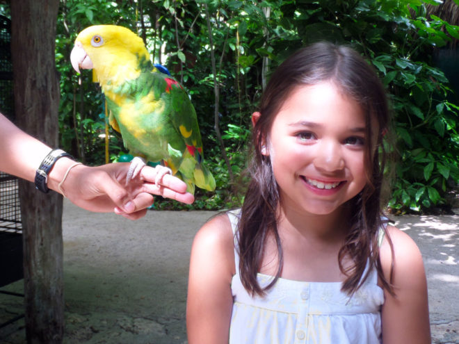 Macaw  from Crococun Zoo