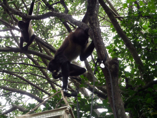 Monkeys in trees
