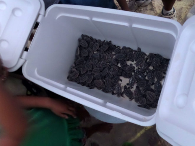 Baby turtles ready for release