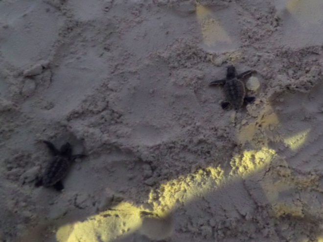 The baby turtles making their way into the sea