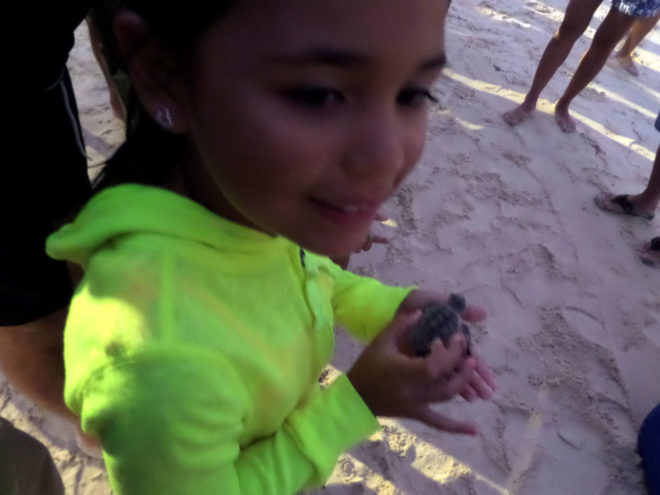 Baby turtle about to be released