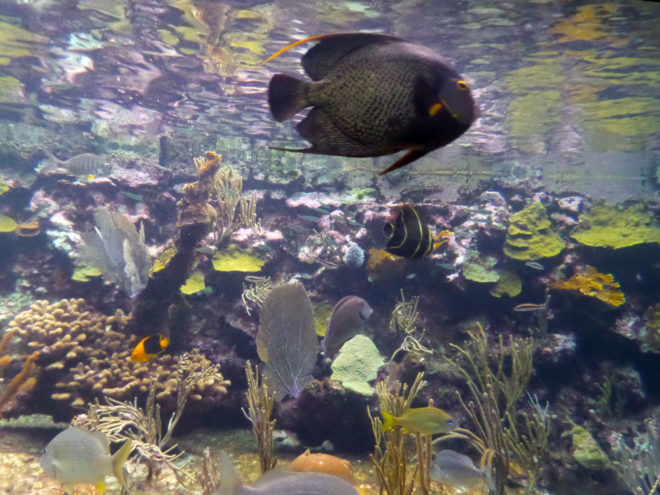 Coral reef aquarium at Xcaret