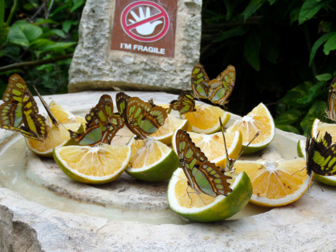 Butterflies at the Butterly Pavilion