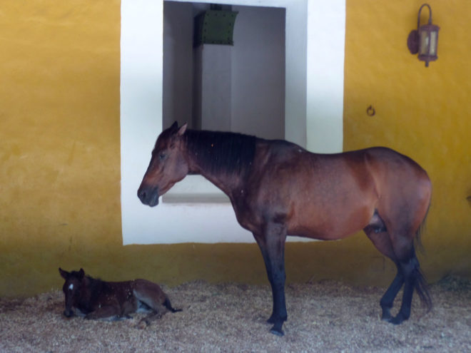 Horse and foal