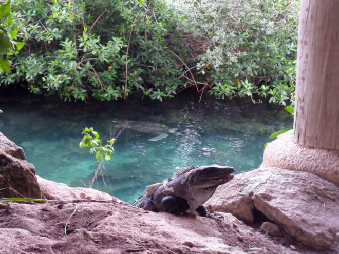 Iguana and Sea Turtle at Xcaret