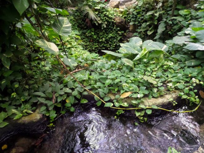 butterfly pavilion brook