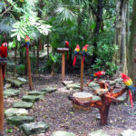 The Macaw Habitat