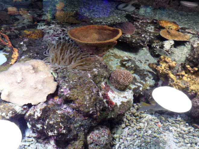 Xcaret Eco Park's Sea Life Table