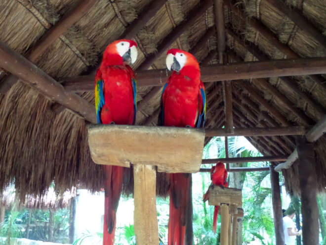 A cute pair of Macaws