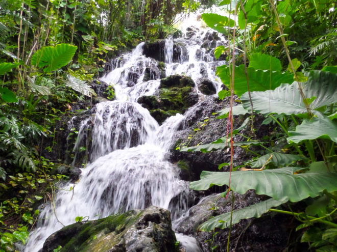 Waterfall at Xcaret butterfly pavilion