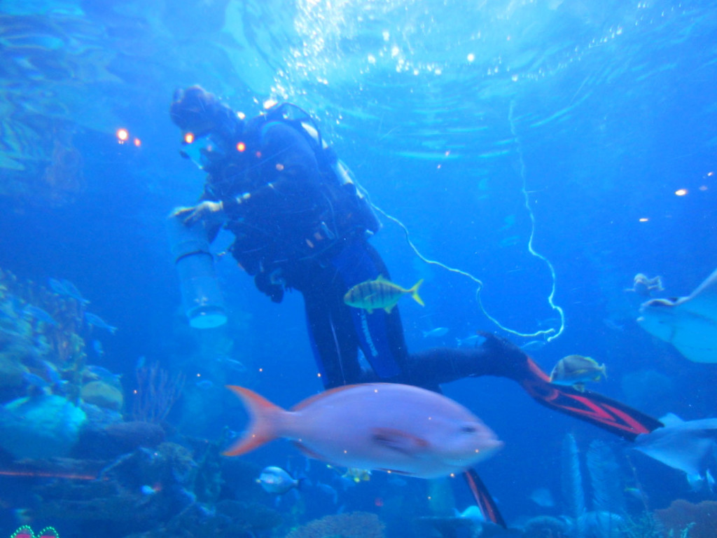Silverton Casino Aquarium Feedings