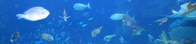 Silverton Casino Hotel Aquarium