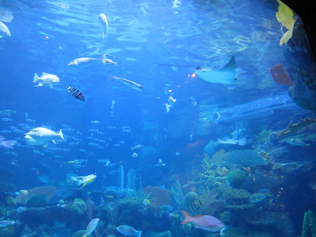 Sting Ray and Tropical Fish at the Silverton Aquarium