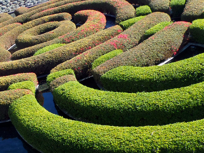 Hedge maze of azalea plants