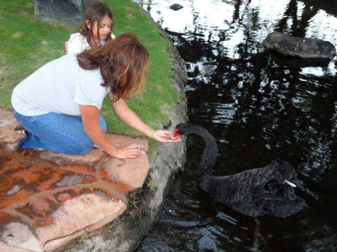 Feeding the swan at the Westin Maui lagoon