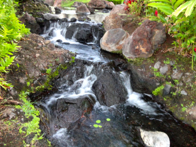 Botanical garden stream