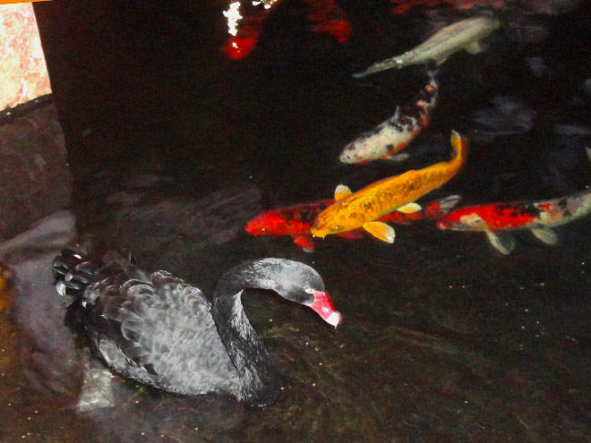 Black Swan and Koi Fish