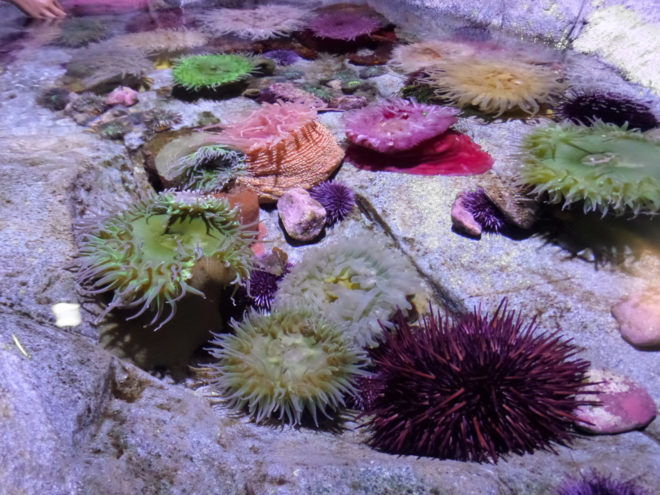 Aquarium of the Pacific Anemone Touch Pool