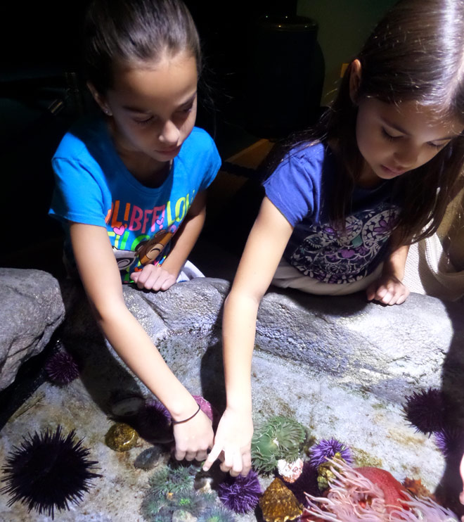 Aquarium of the Pacific Anemone touch pool