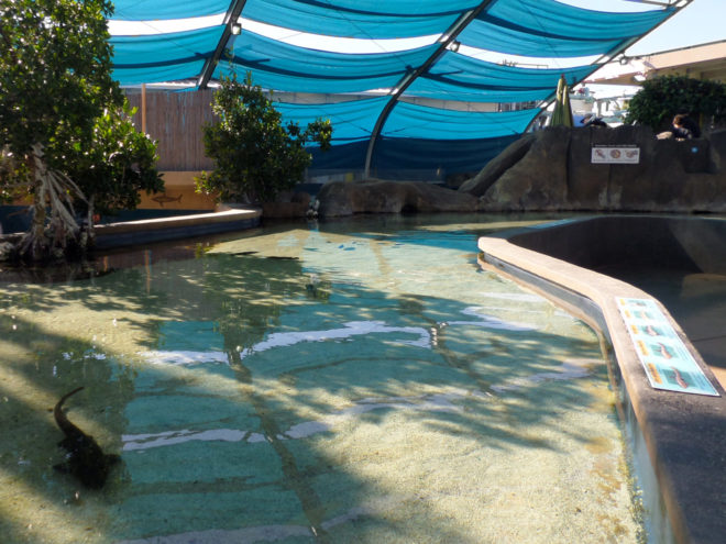 Aquarium of the Pacific Shark Touch Pool