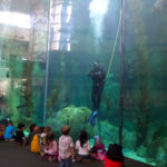 Diver in Aquarium Tank