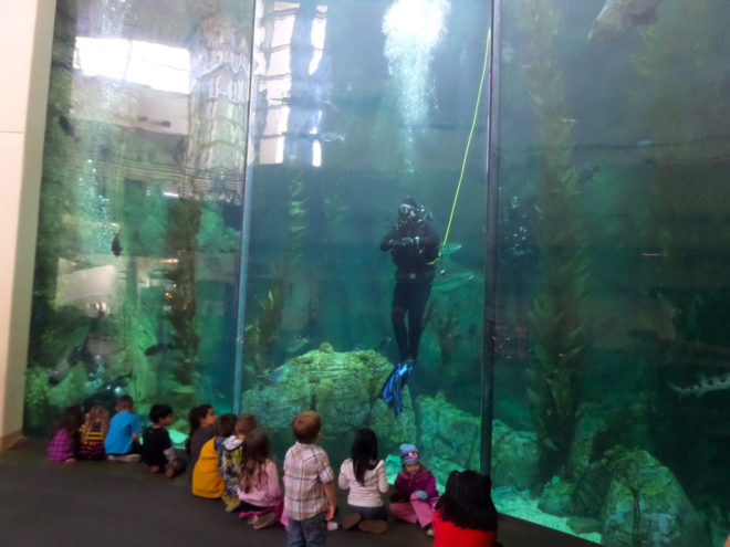 A diver inside the Blue Cavern exhibit