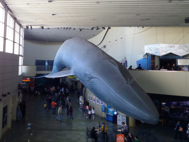 Aquarium of the Pacific Blue Whale Model
