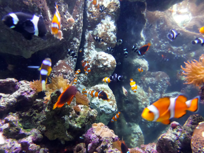 Aquarium of the Pacific Clownfish