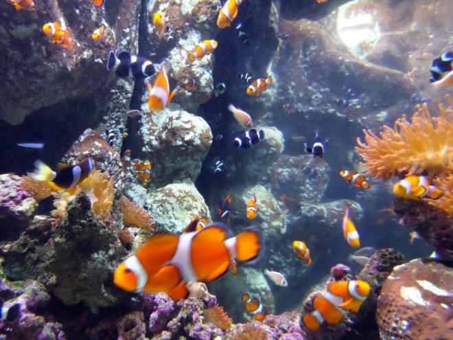 A tank full of Clownfish