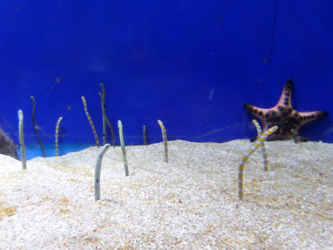 Aquarium of the Pacific Garden of Eels