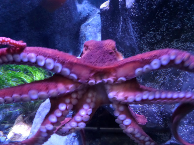 Aquarium of the Pacific's Giant Pacific Octopus
