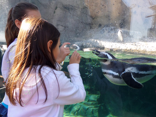 Interacting with Penguins