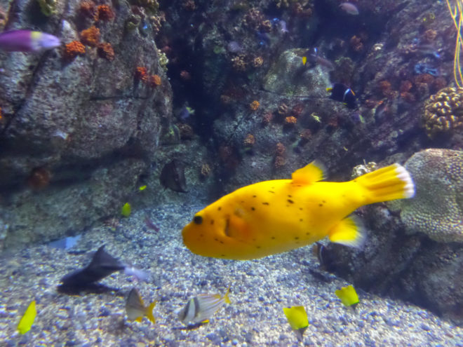 Aquarium of the Pacific's Gulf of California Exhibit