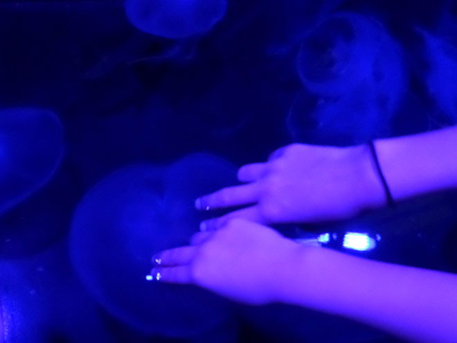 Aquarium of the Pacific Jelly Touch Pool