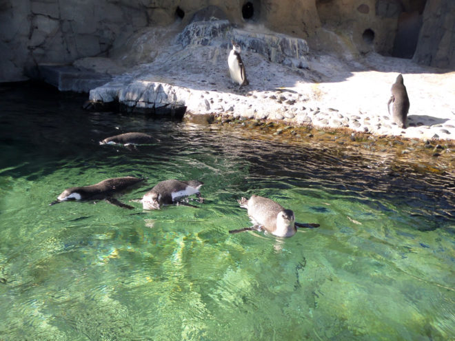 June Keyes Penguin Habitat