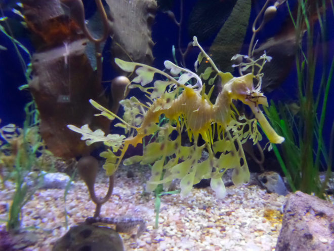 Leafy Sea Dragon