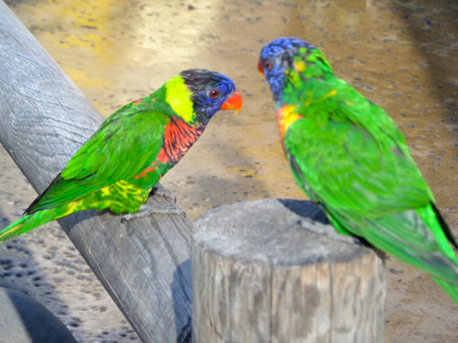 Lorikeet's at the Lorikeet Forest