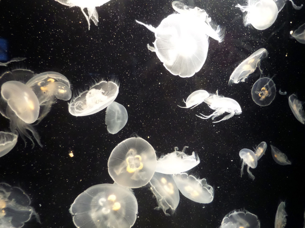 Aquarium of the Pacific Moon Jellies