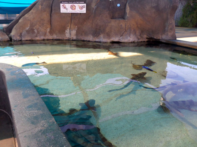 Aquarium of the Pacific's Shark Touch Pool 