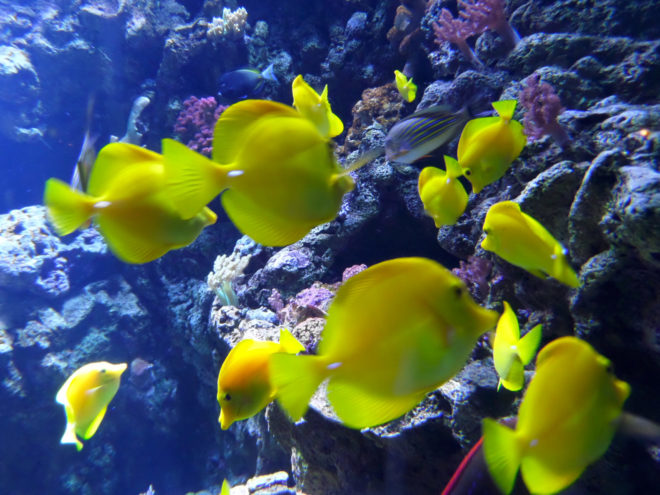 Aquarium of the Pacific Tropical Fish